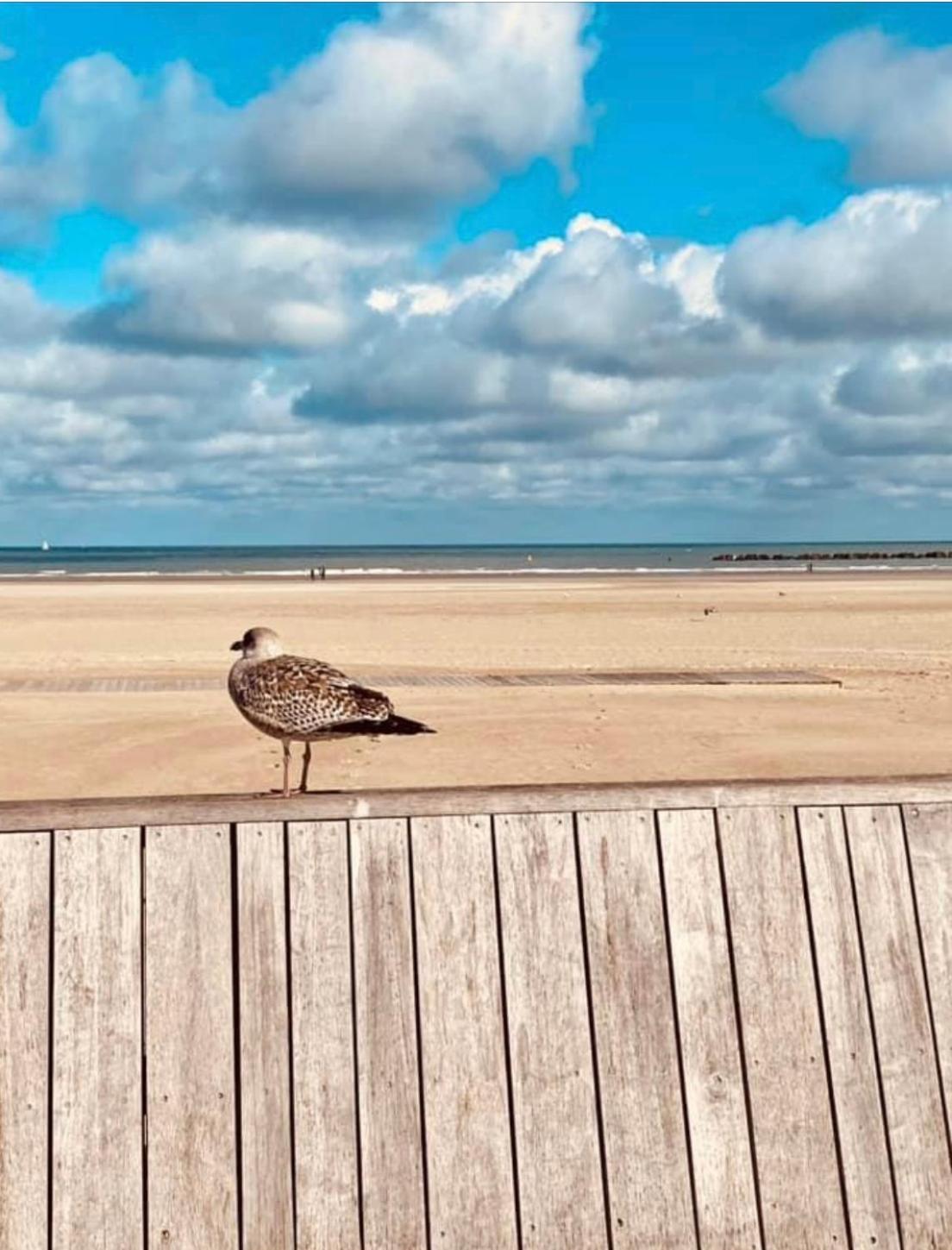 Appartement Sur La Plage De Malo Les Bains Vue Mer 敦刻尔克 外观 照片
